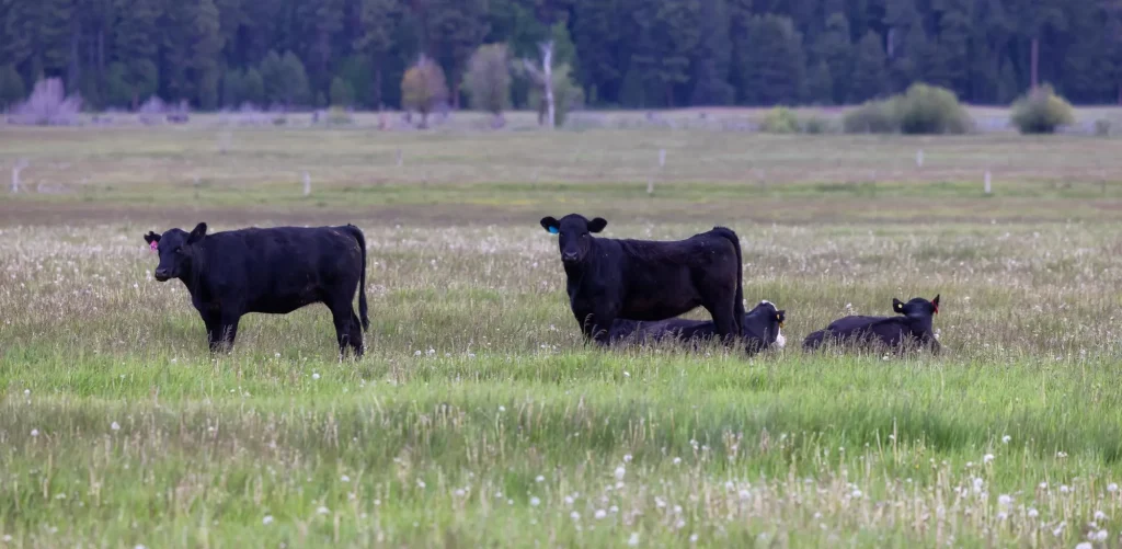 Aberdeen Angus 1