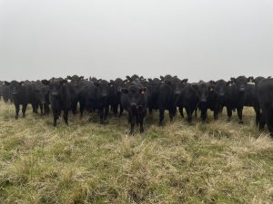 Aberdeen angus