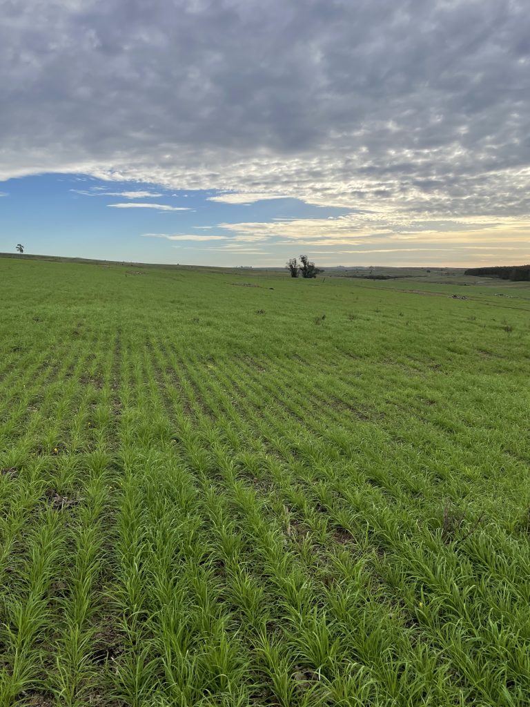 asesoramiento agronomico